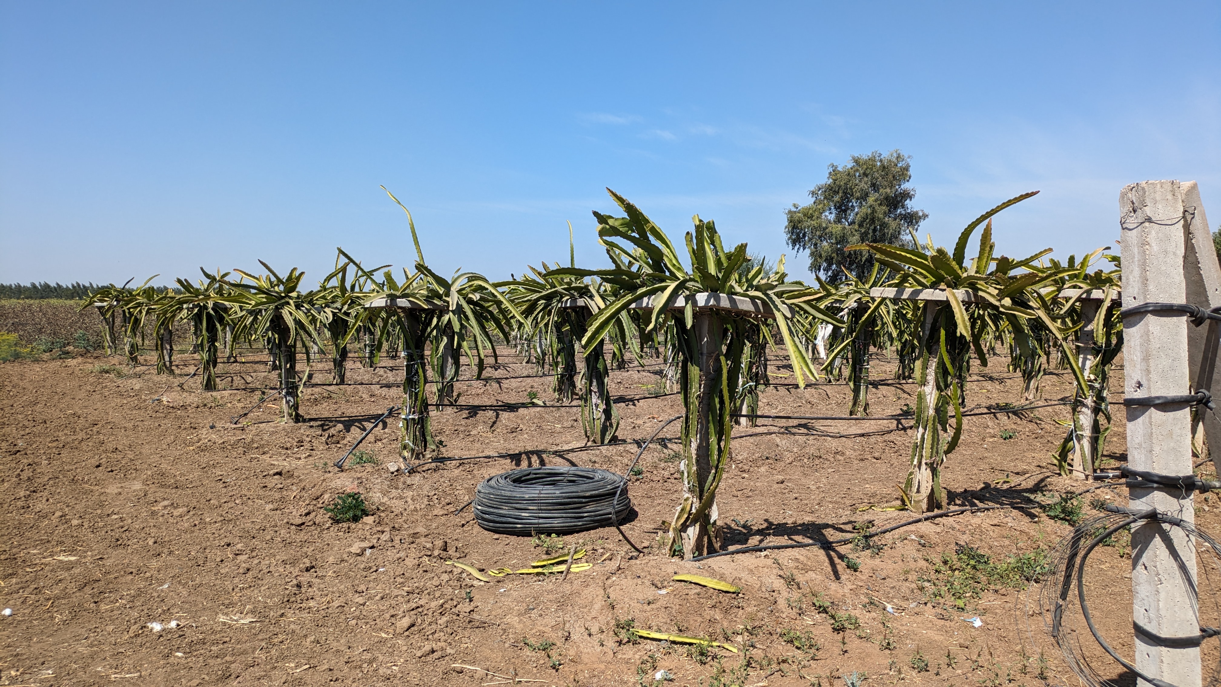 Dragon Fruit hover 1